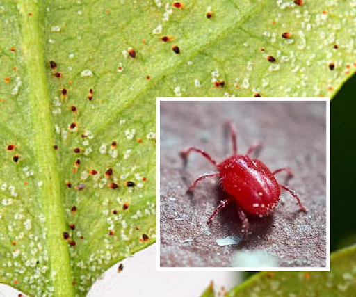 YONMIX 27SC – Giải pháp toàn diện diệt nhện đỏ hiệu quả và an toàn cho cây trồng nhen do hinh bau duc kich thuoc nho