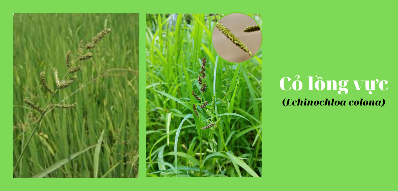 cỏ lồng vực (Echinochloa colona)
