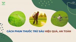 Phun thuốc sâu hiệu quả.