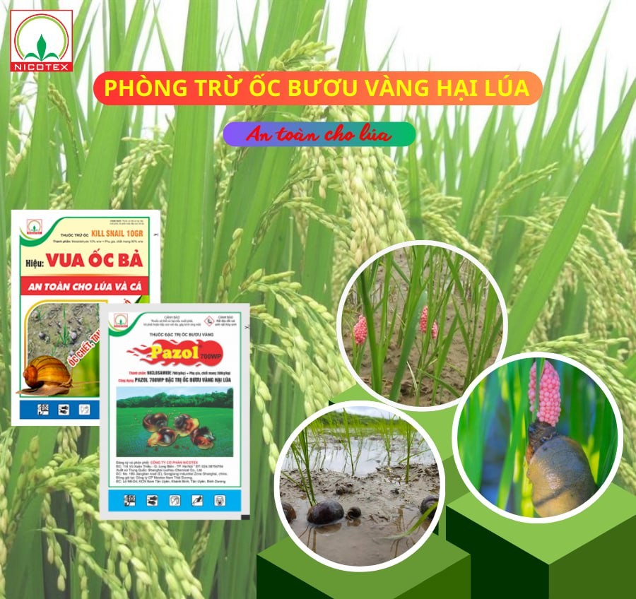 487431632 1220853552982746 1915910070337596704 n 1