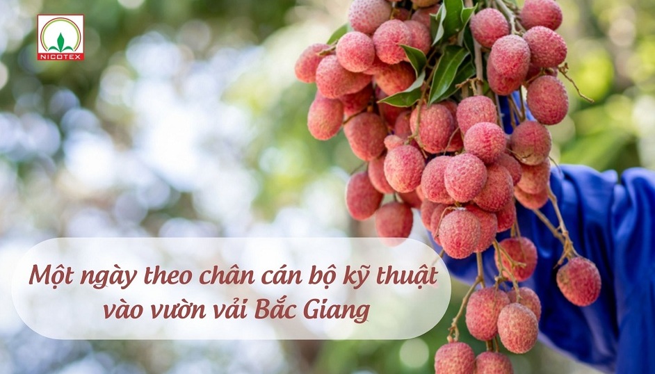 Mot ngay theo chan can bo ky thuat vao vuon vai Bac Giang