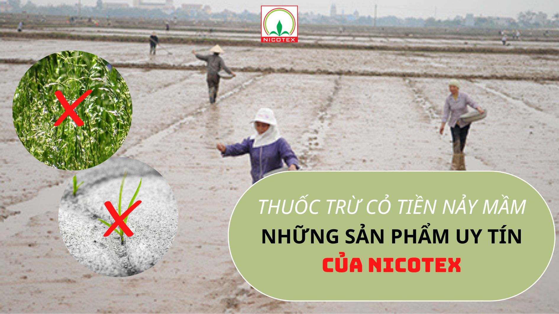 thuoc-tru-co-tien-nay-mam.jpg