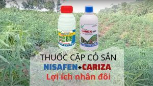 thuoc-cap-co-san.jpg