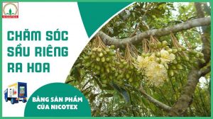 cham-soc-sau-rieng-ra-hoa.jpg