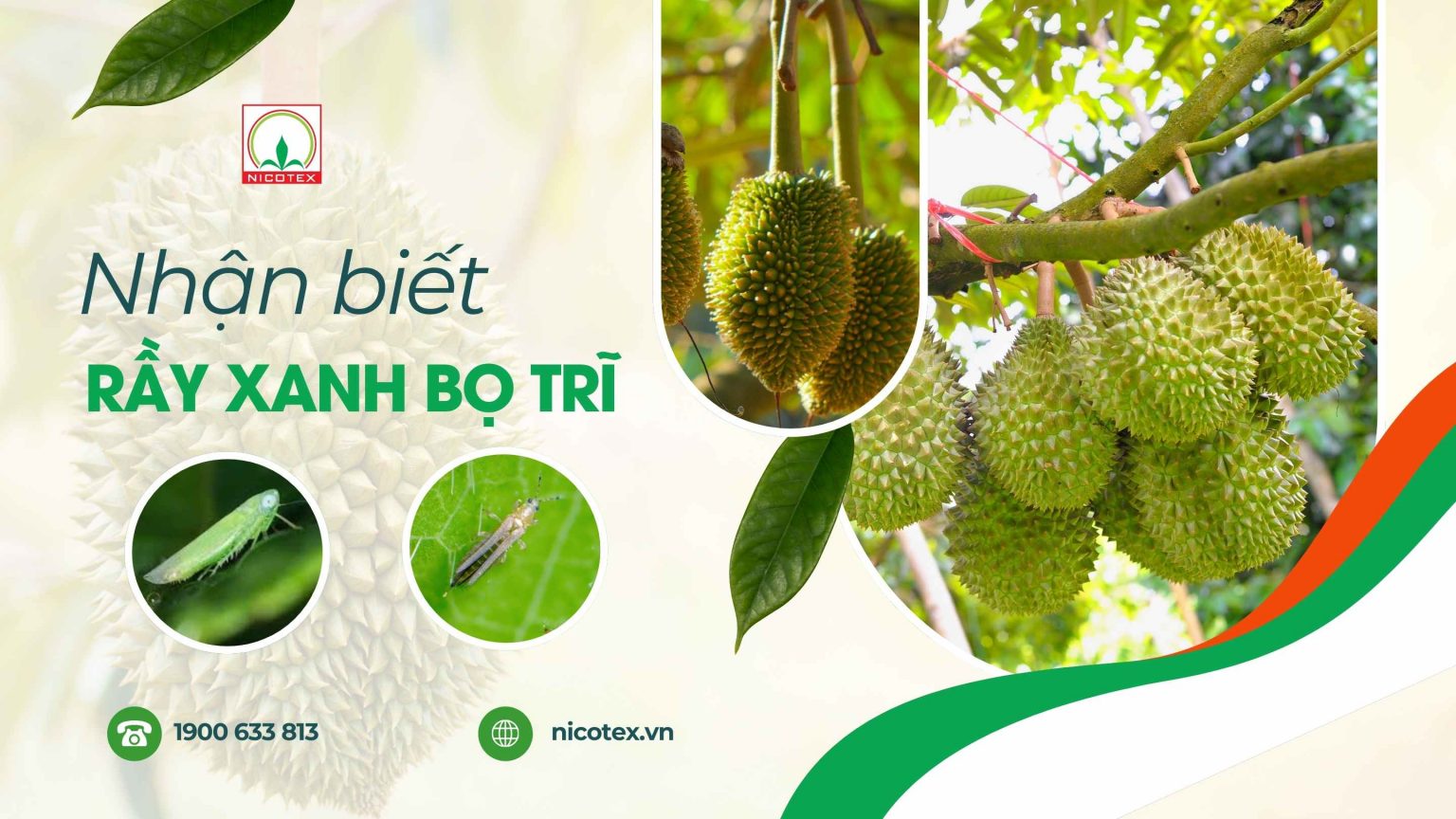 Nhận biết và phòng trừ kịp thời rầy xanh, bọ trĩ hại sầu riêng