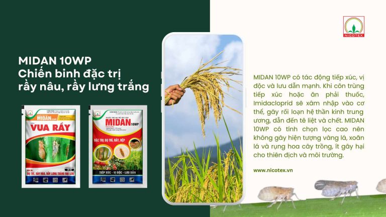 MIDAN 10WP – Chiến binh đặc trị rầy nâu, rầy lưng trắng – Nicotex Joint ...