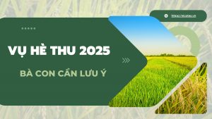 vụ hè thu là vụ quan trọng của ĐBSCL.